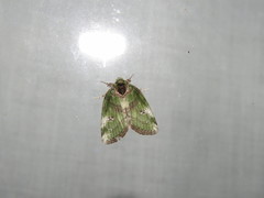 Stenoloba nigrabasalis