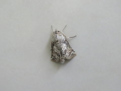 Macrobarasa xantholopha