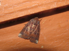 Lignispalta diversisigna