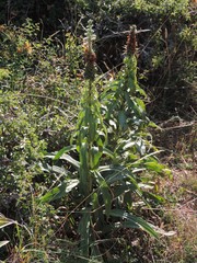 Digitalis ferruginea
