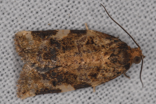 Fruit-tree Leafroller Moth photo 3