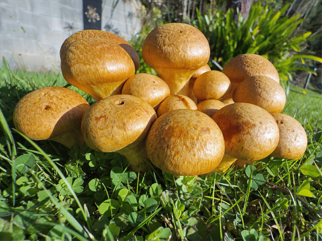Gymnopilus junonius · April 2025 · photo: © jeremy_rolfe (iNaturalist, cc-by)