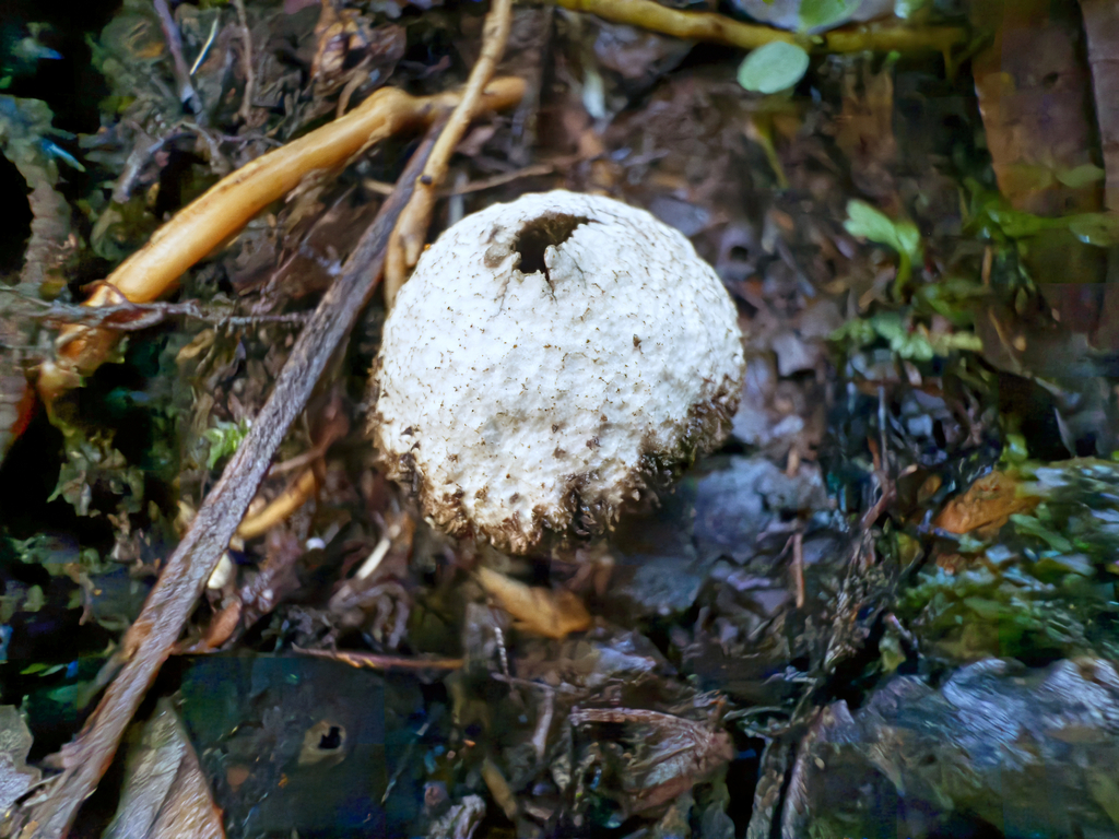 Lycoperdon compactum · April 2025 · photo: © jeremy_rolfe (iNaturalist, cc-by)