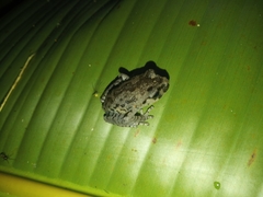 Leptobrachium hasseltii