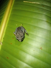 Leptobrachium hasseltii