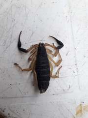 Centruroides fulvipes