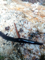 Haemopis sanguisuga
