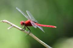 Erythemis mithroides