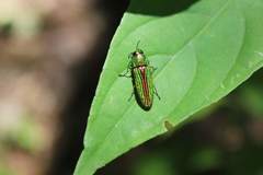 Agaeocera gigas