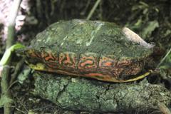 Rhinoclemmys pulcherrima pulcherrima