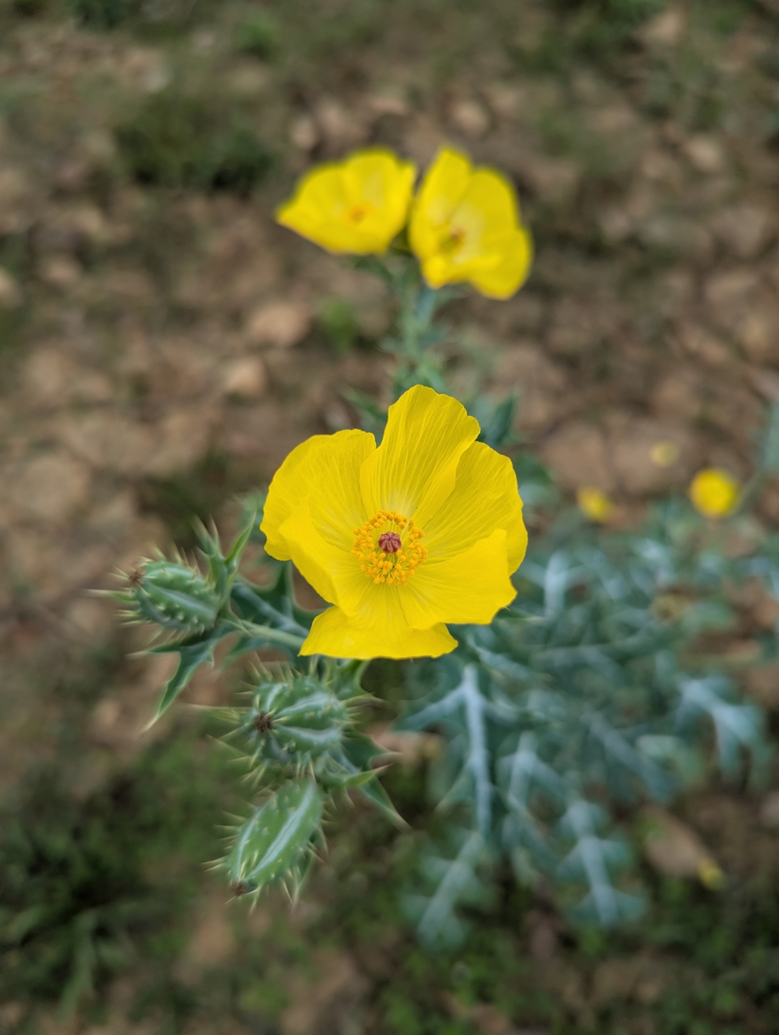Argemone mexicana (Argemone mexicana)