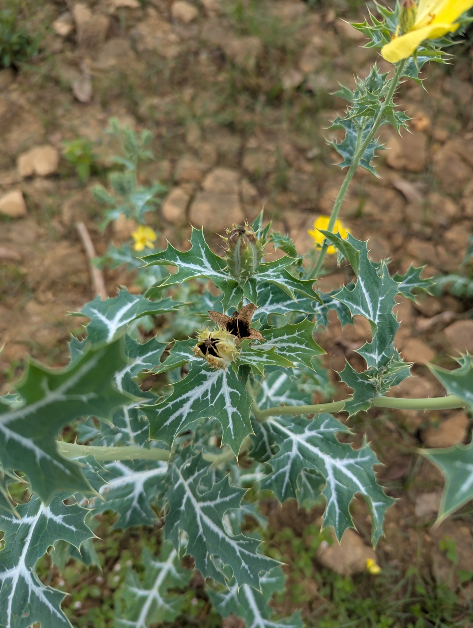 Argemone mexicana — ảnh 2