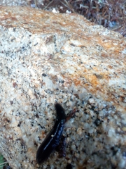 Haemopis sanguisuga