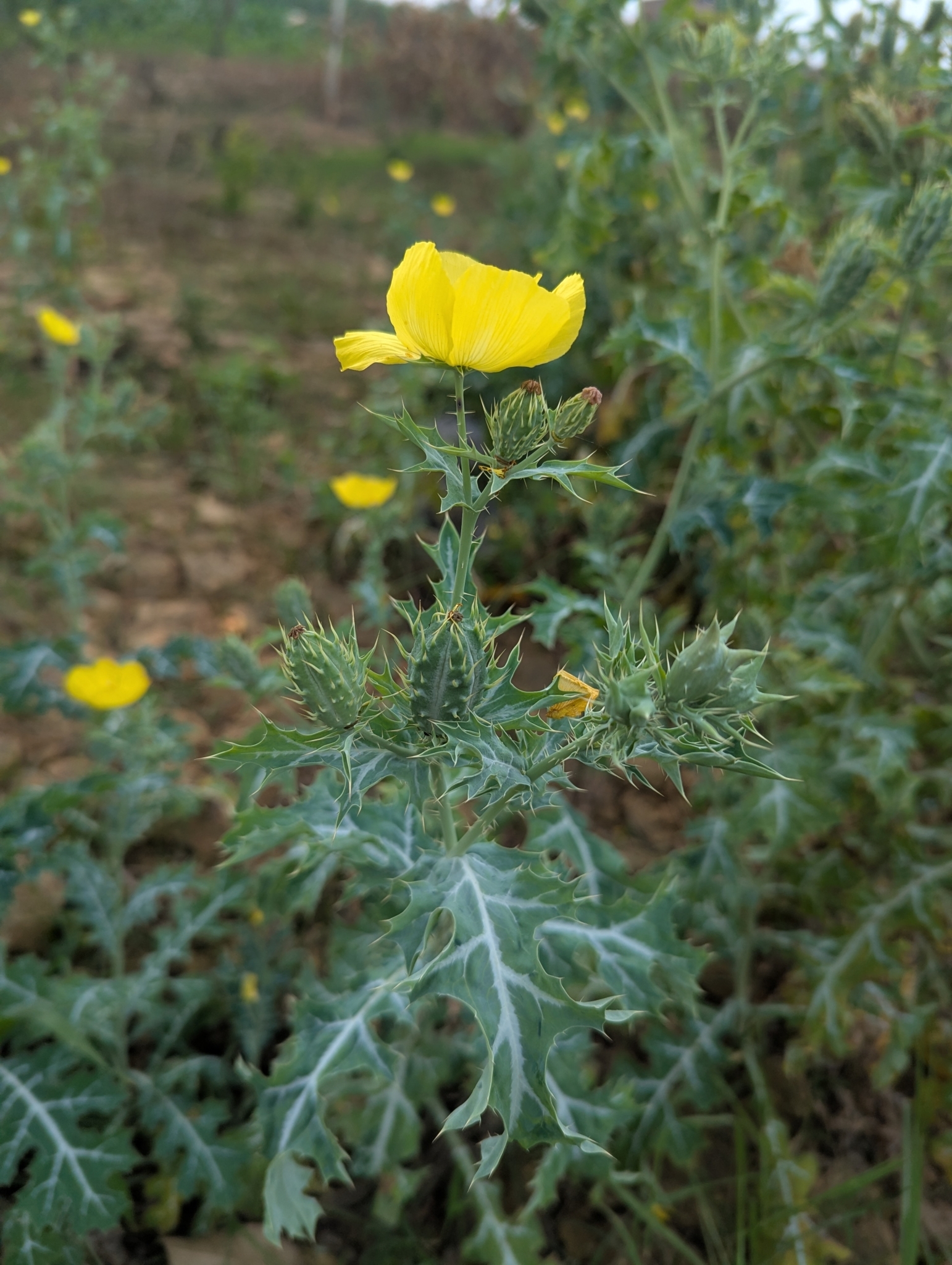 Argemone mexicana — ảnh 3