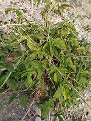 Salvia ringens