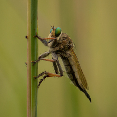 Promachus vertebratus