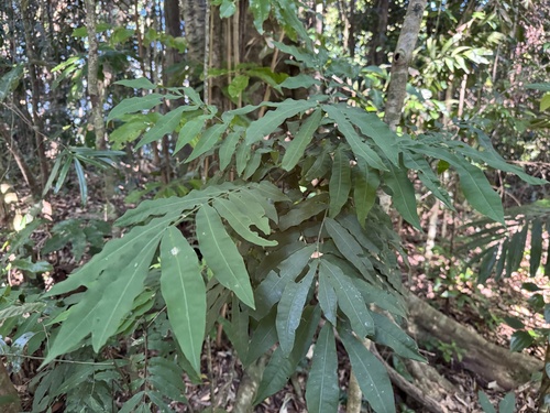 Didymocheton papuanus observed 2025-04-22
