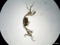 Paracaprella pusilla