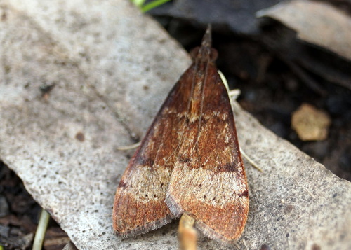 Tree Lucerne Moth photo 3