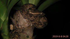 Craspedocephalus puniceus