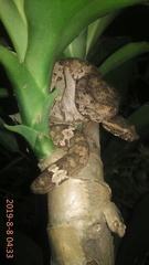 Craspedocephalus puniceus