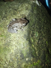 Leptobrachium hasseltii