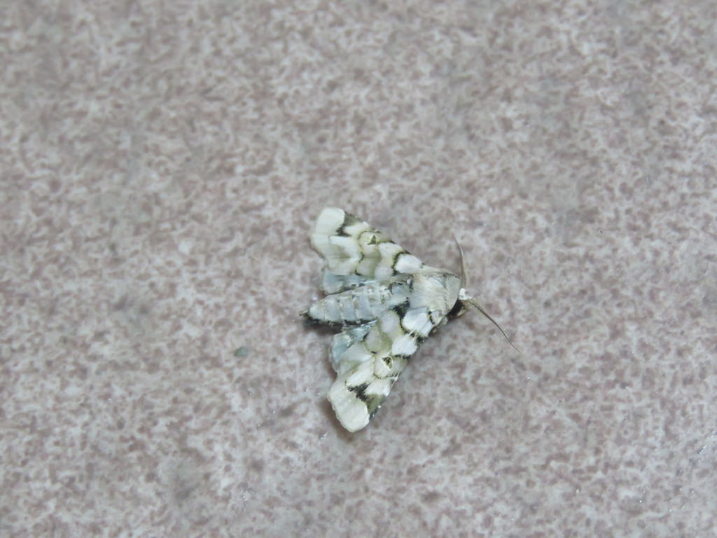 Atacira josephinae