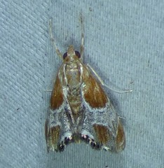 Glaphyriinae