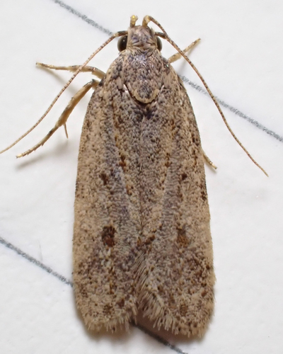 Potato Moth
