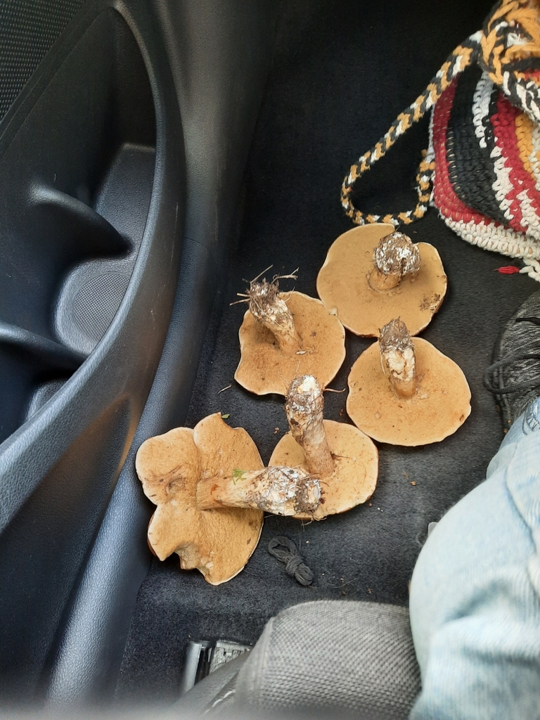 Leccinum scabrum · April 2025 · photo: © maxxrandomnumbers (iNaturalist, cc0)
