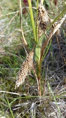 Carex paleacea