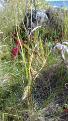 Carex paleacea