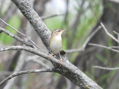 Helopsaltes certhiola