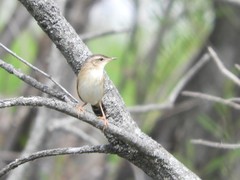 Helopsaltes certhiola