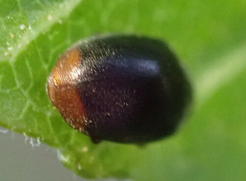 Scymnus ferrugatus