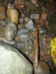 Limnonectes kuhlii