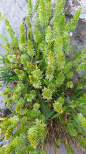 Mediterranean Hair-grass