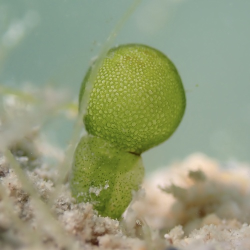 Bornetella sphaerica
