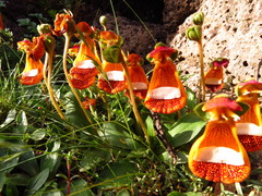 Calceolaria uniflora