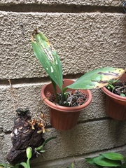 Gongora galeata
