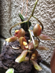 Gongora galeata