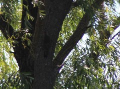 Colaptes auratus auratus