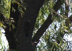 Colaptes auratus auratus