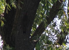 Colaptes auratus auratus