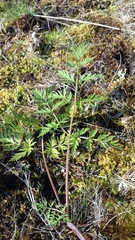Conioselinum tataricum