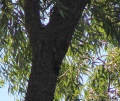 Colaptes auratus auratus