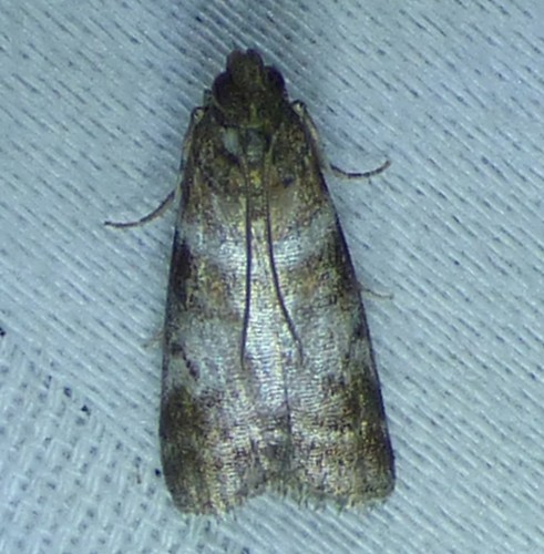 Sweetgum Leafroller Moth photo 4