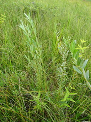 Salix repens
