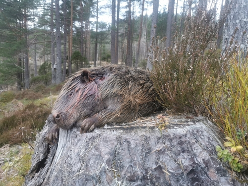Eurasian Beaver