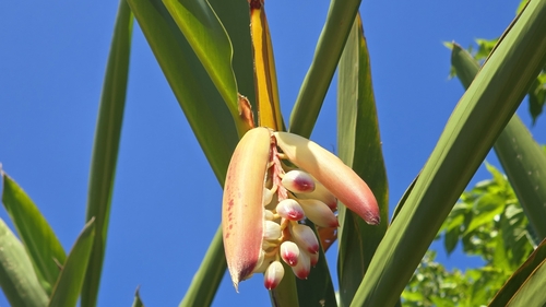 Alpinia zerumbet